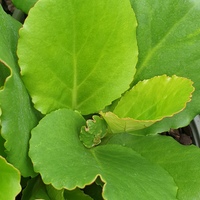 Bergenia crassifolia